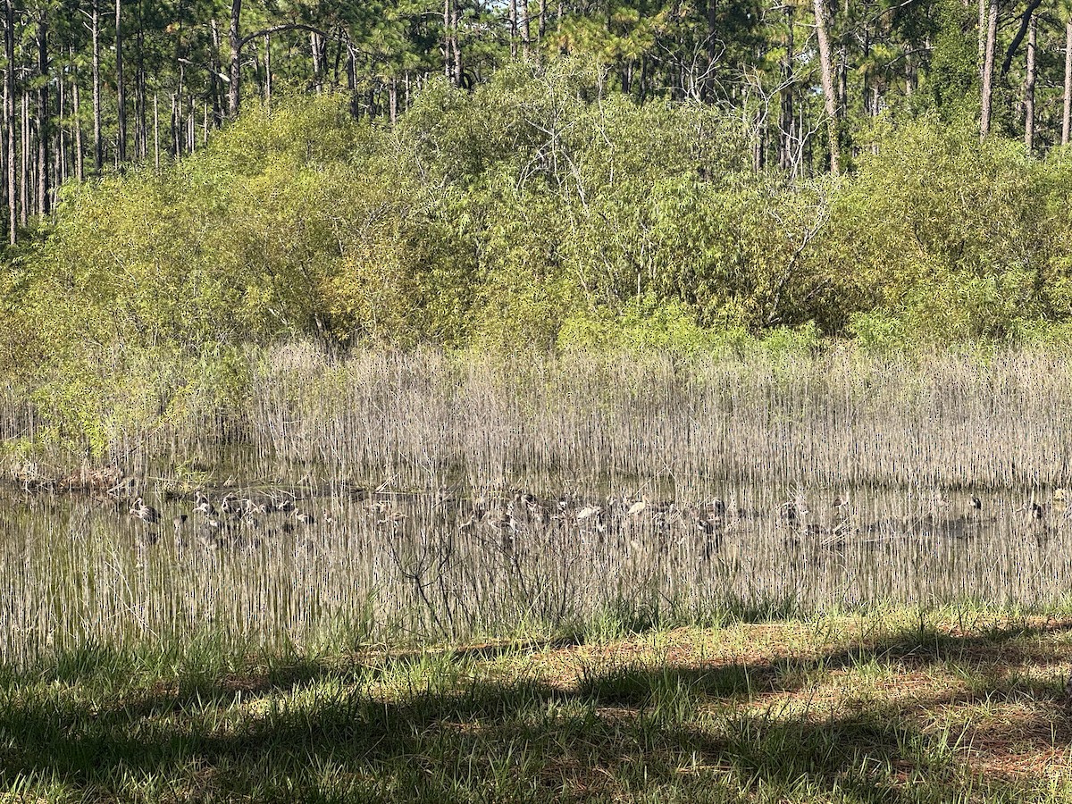 White Ibis - ML639629263