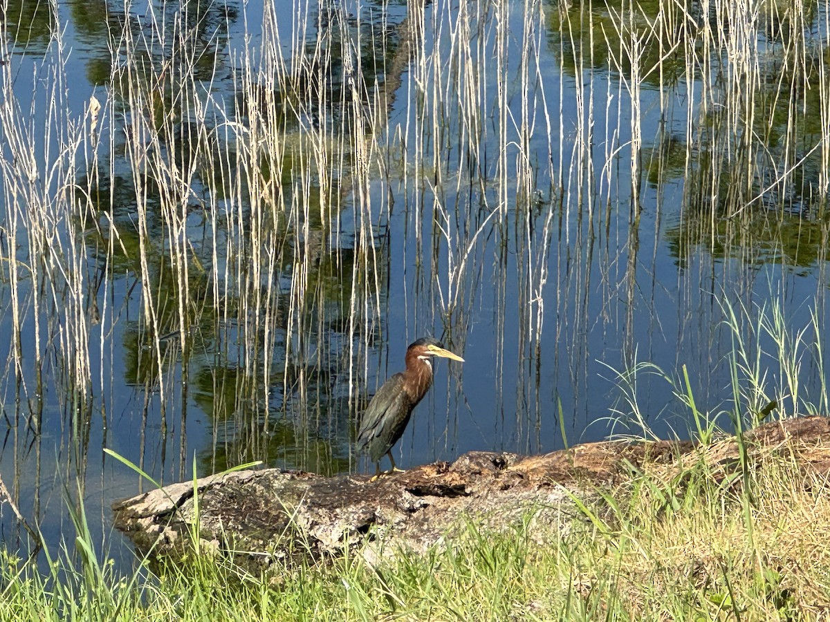 Green Heron - ML639629267