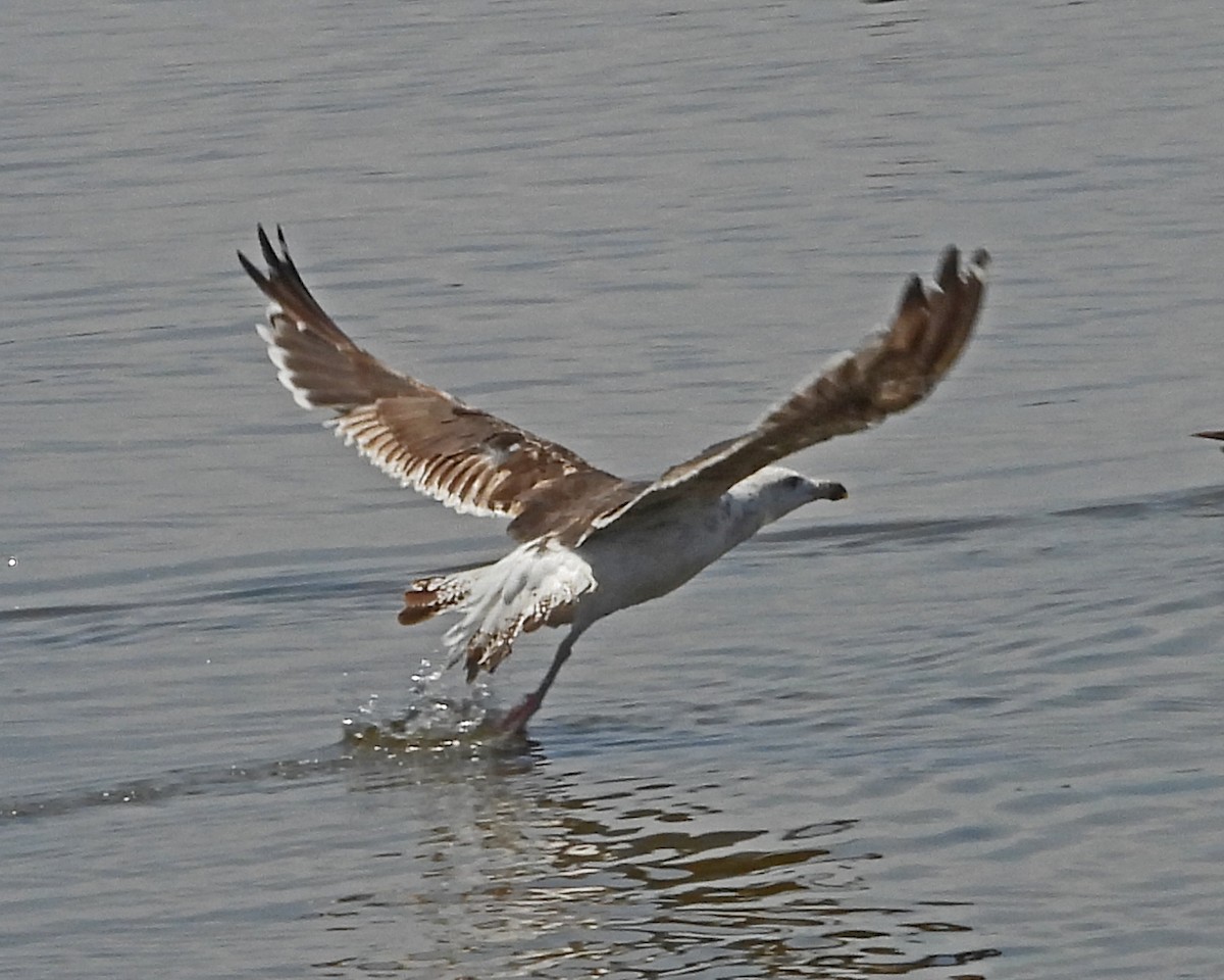 Mantelmöwe - ML639629273