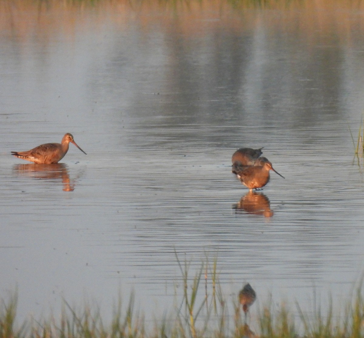 לימוזה אמריקנית - ML639629283