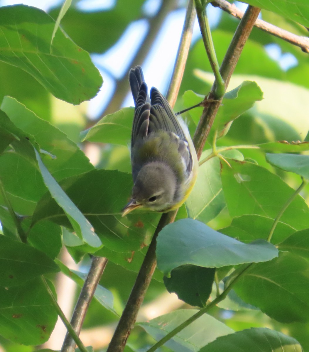 Parula Norteña - ML639629301