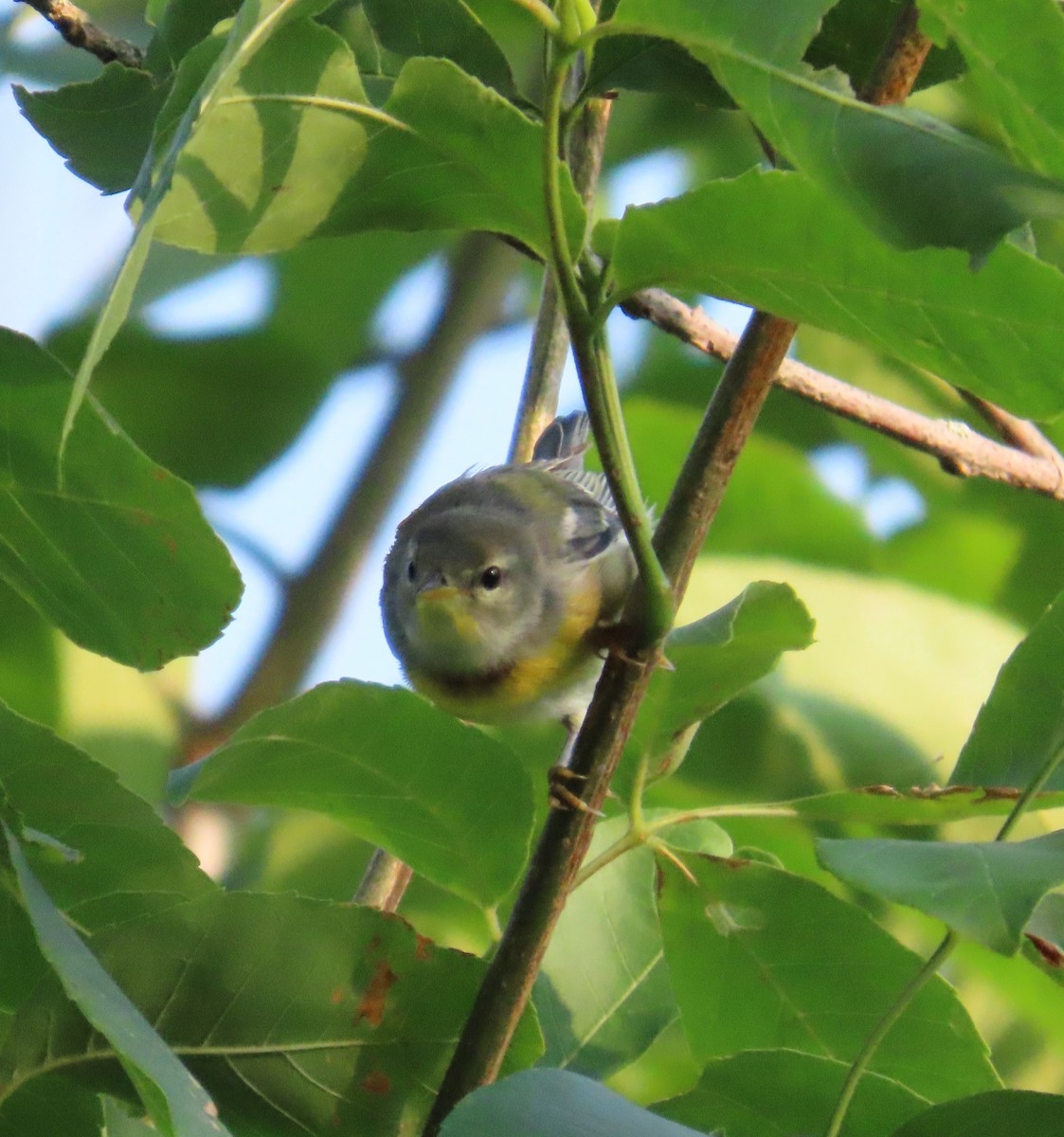 Parula Norteña - ML639629302