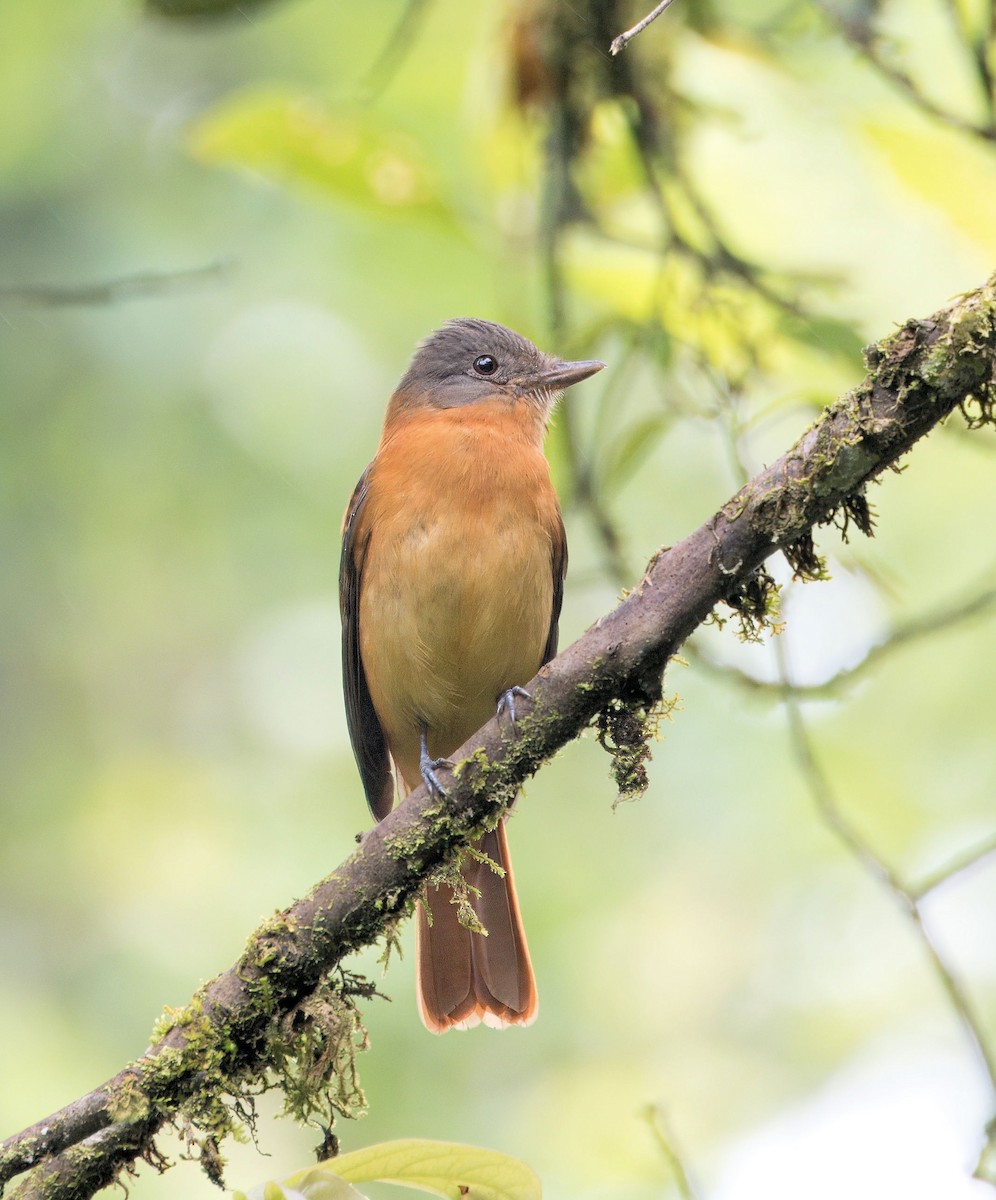 Rufous-tailed Attila - ML639629304