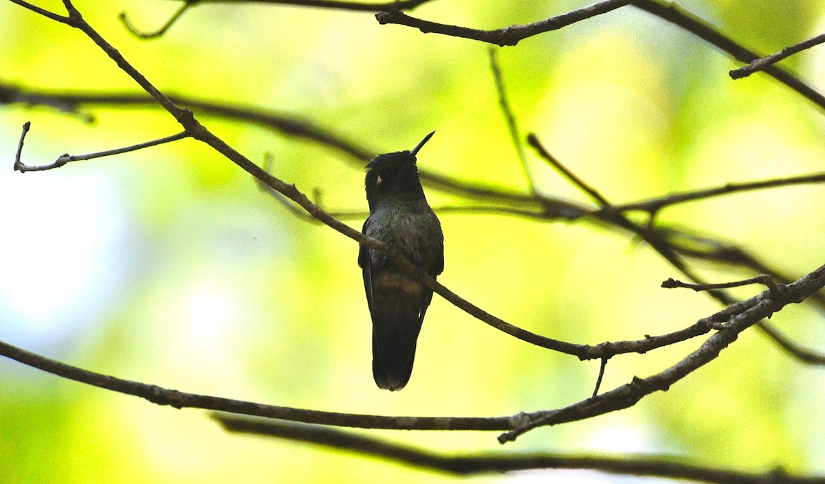 Emerald-chinned Hummingbird - ML639629309