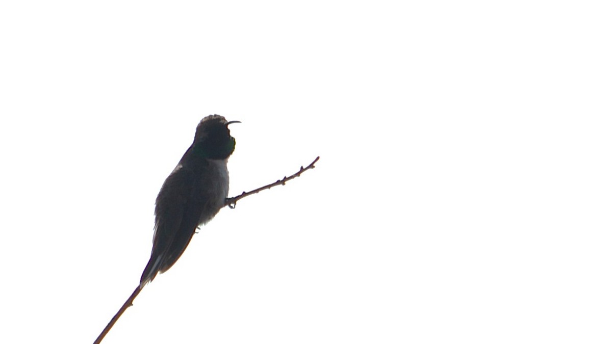 White-sided Hillstar - ML639629326