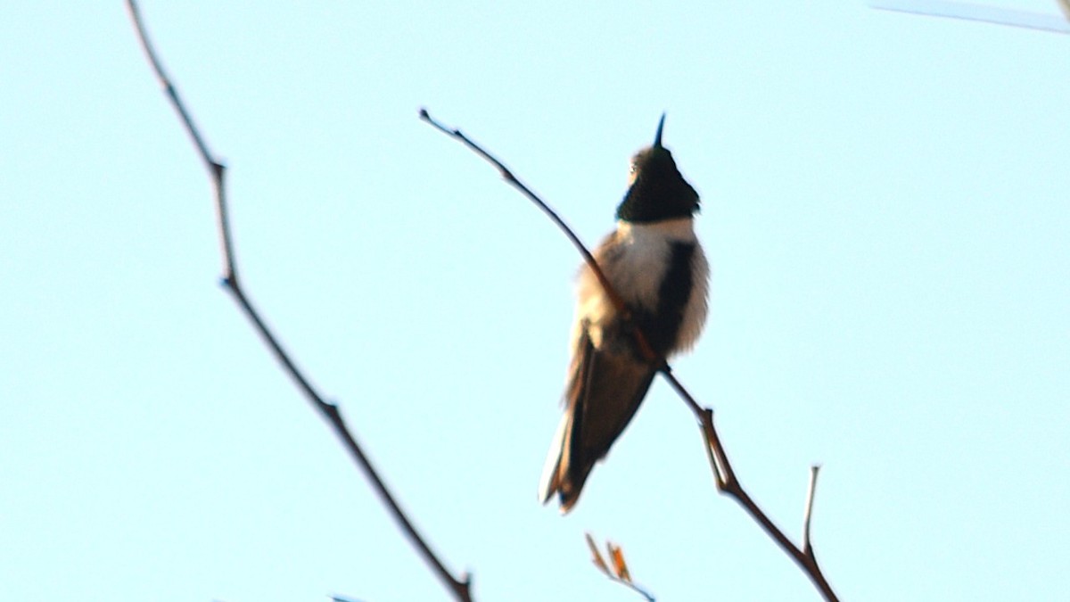 White-sided Hillstar - ML639629327