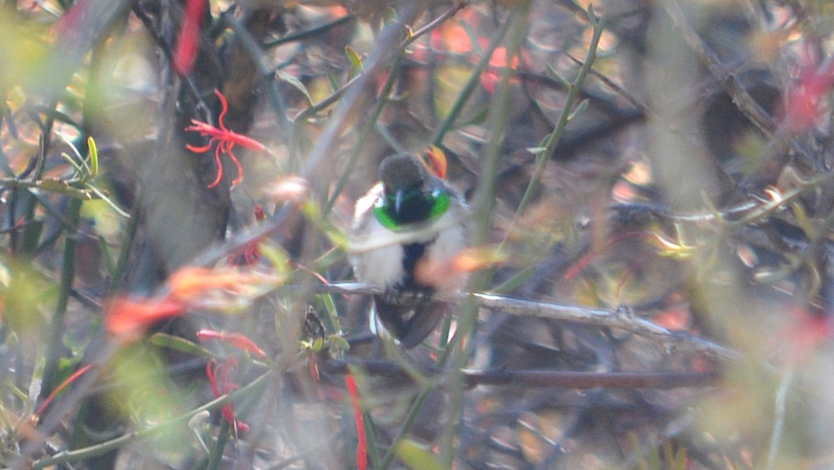 White-sided Hillstar - ML639629328