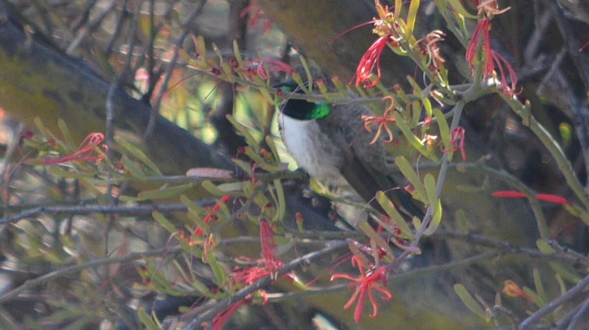 White-sided Hillstar - ML639629330