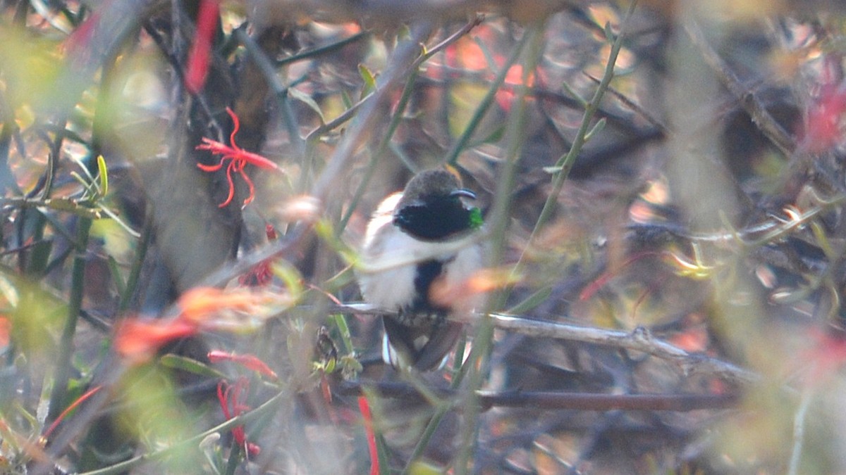 White-sided Hillstar - ML639629331