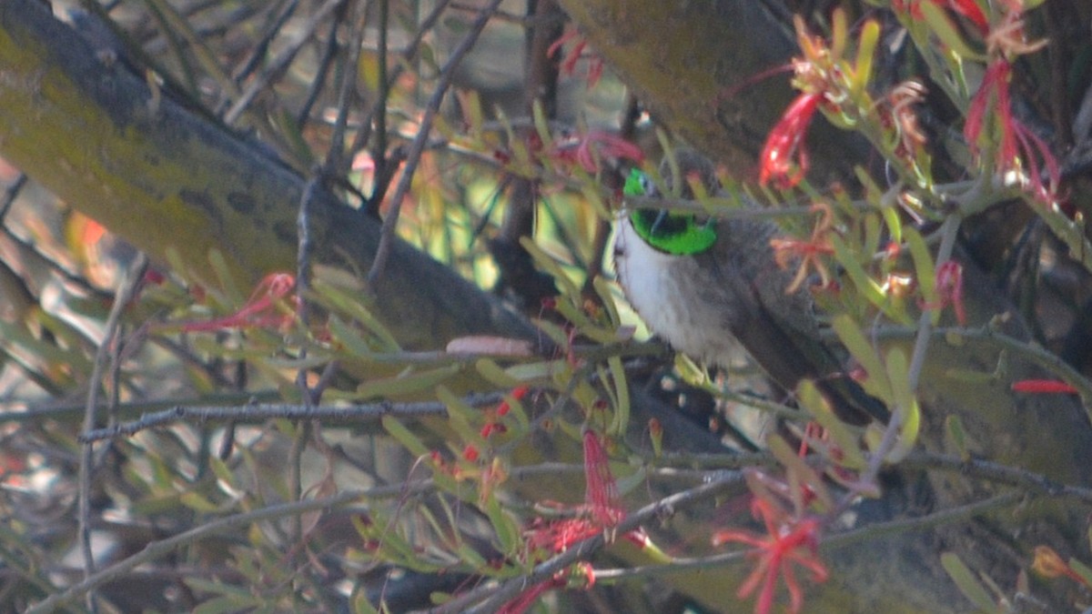 White-sided Hillstar - ML639629333
