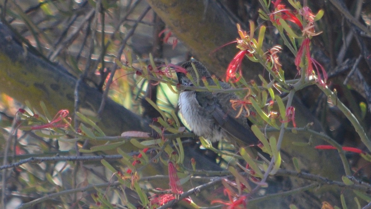 White-sided Hillstar - ML639629337