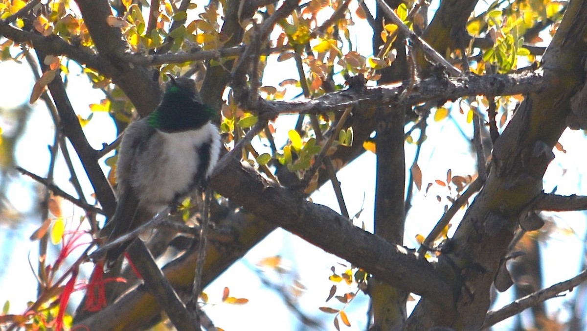 White-sided Hillstar - ML639629338