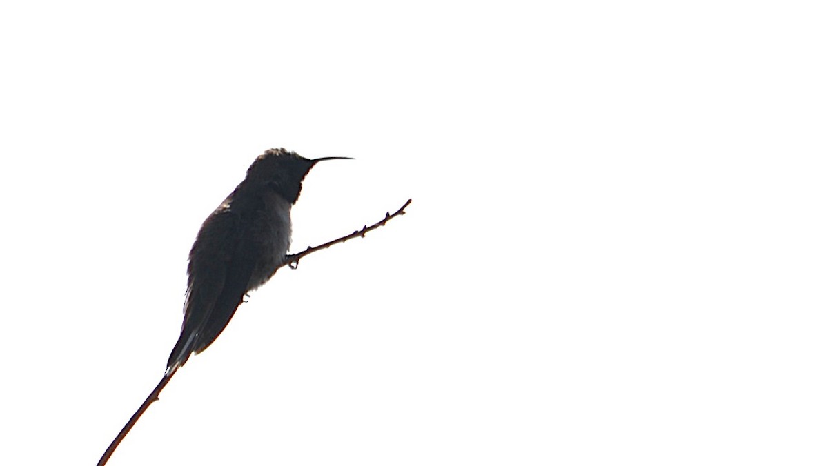 White-sided Hillstar - ML639629339