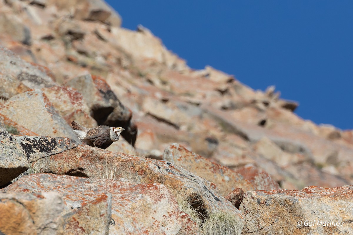 Himalayan Snowcock - ML639629467