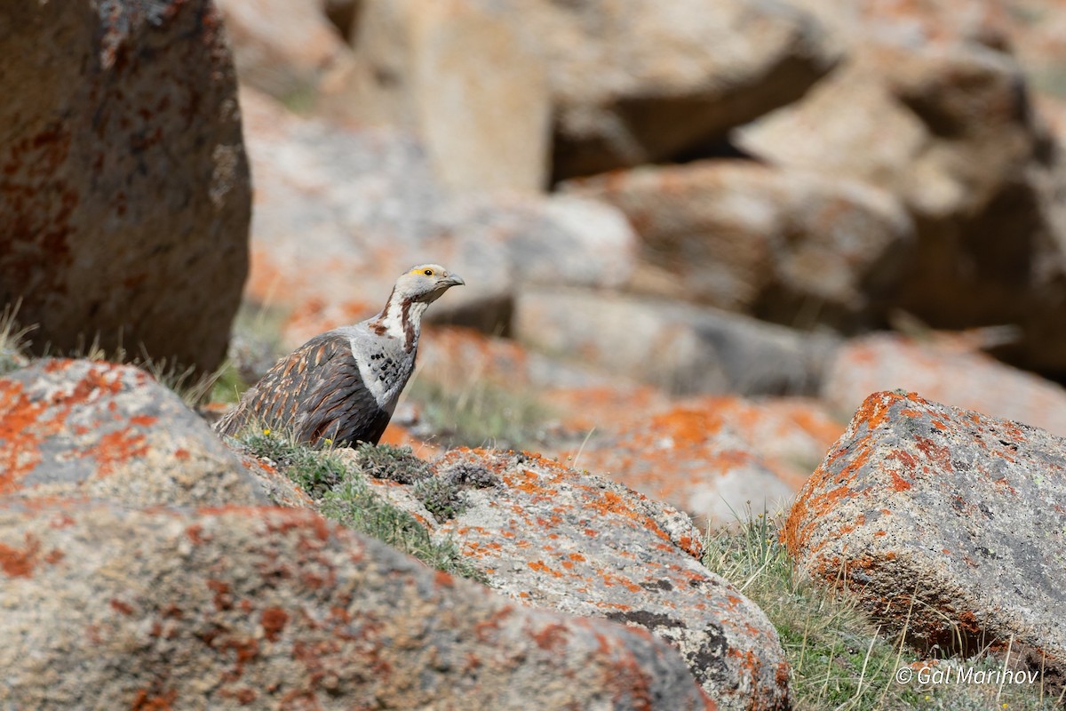 Himalayan Snowcock - ML639629468