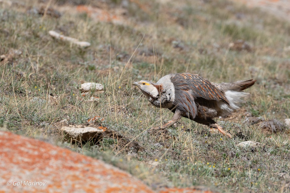Himalayan Snowcock - ML639629469
