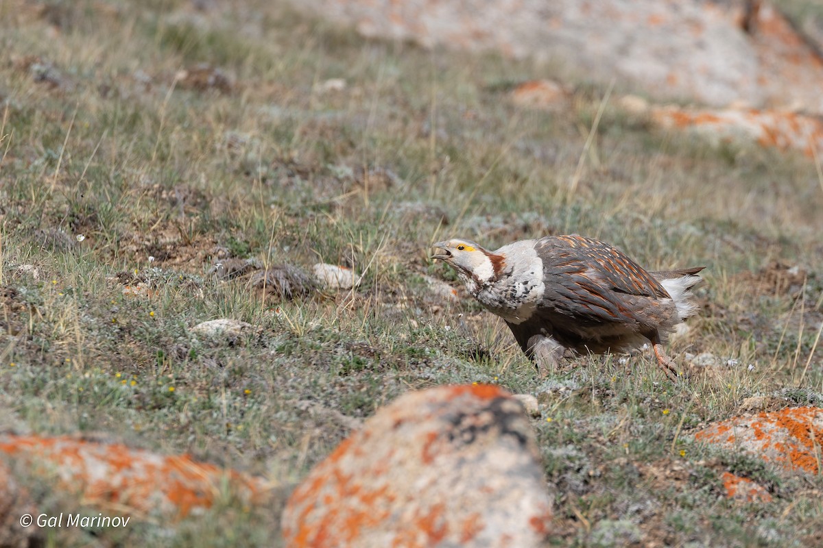 Himalayan Snowcock - ML639629471