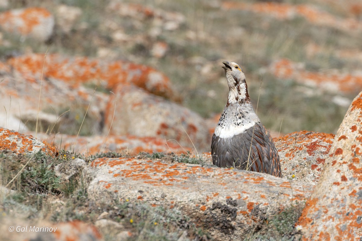 Himalayan Snowcock - ML639629472