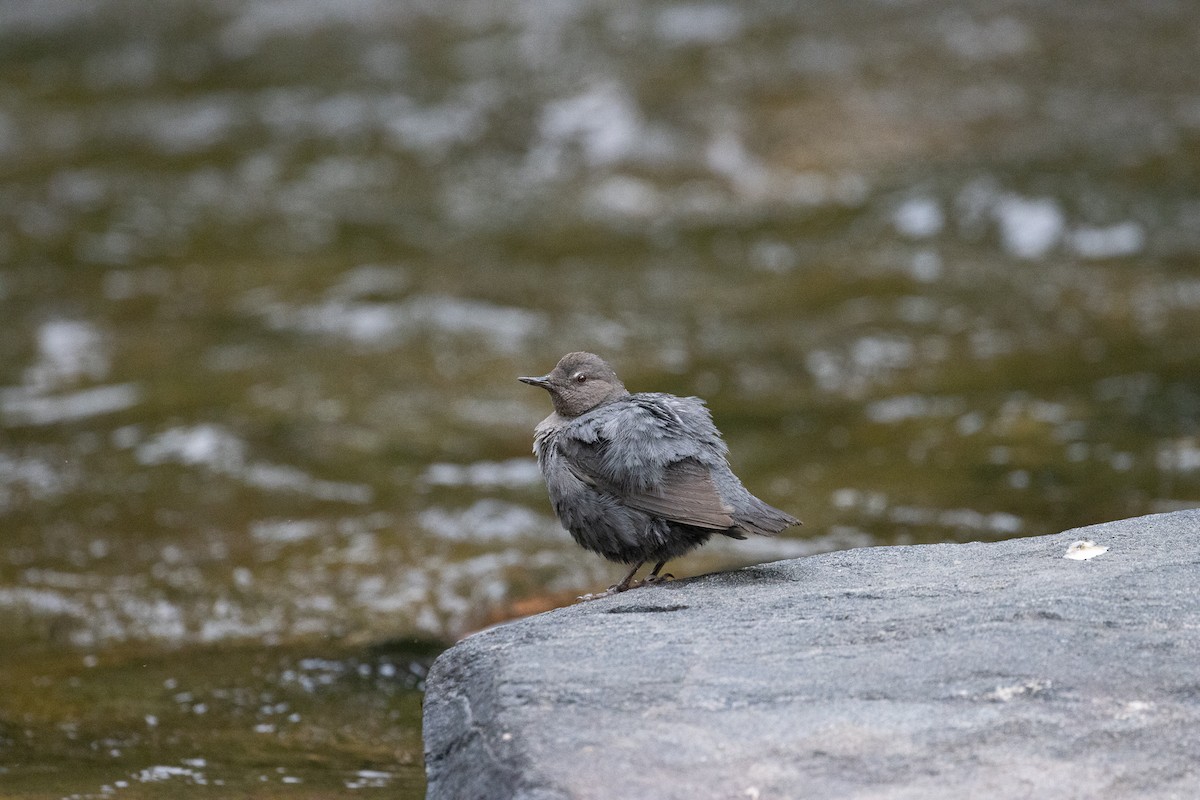 American Dipper - ML639629479