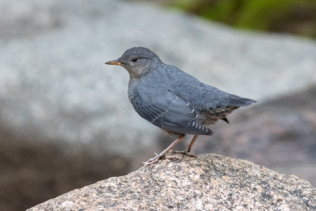 American Dipper - ML639629480