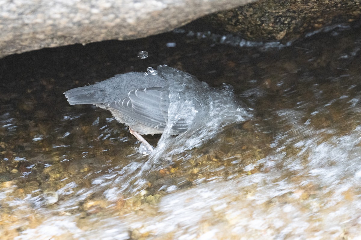 American Dipper - ML639629482
