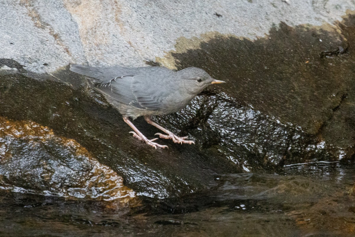 American Dipper - ML639629483