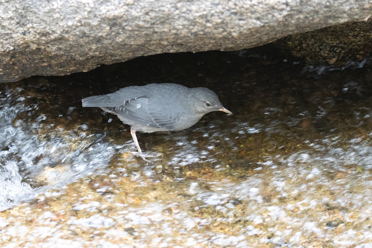 American Dipper - ML639629484