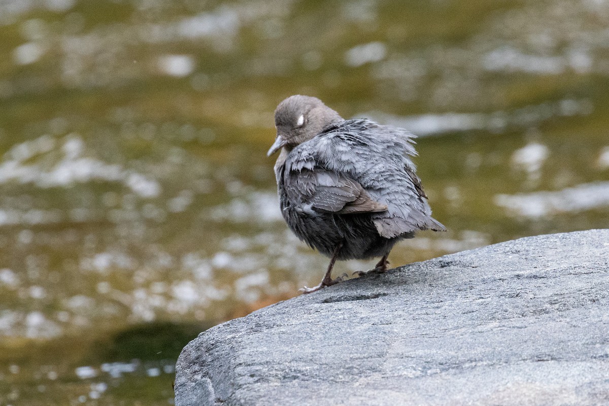 American Dipper - ML639629485