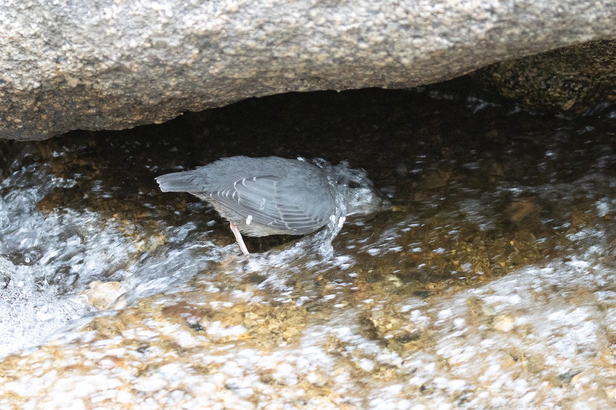 American Dipper - ML639629486