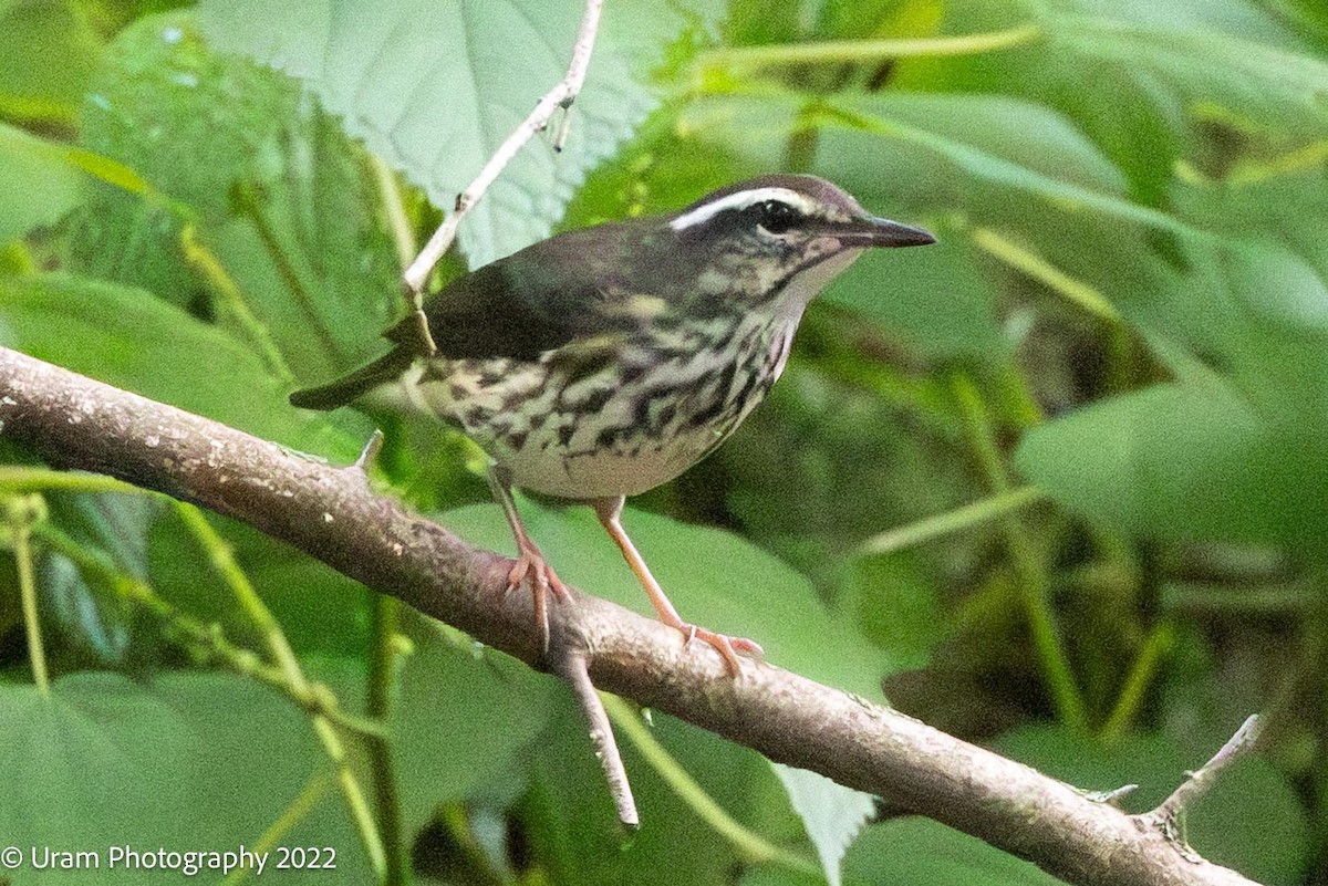 Louisiana Waterthrush - ML639629490