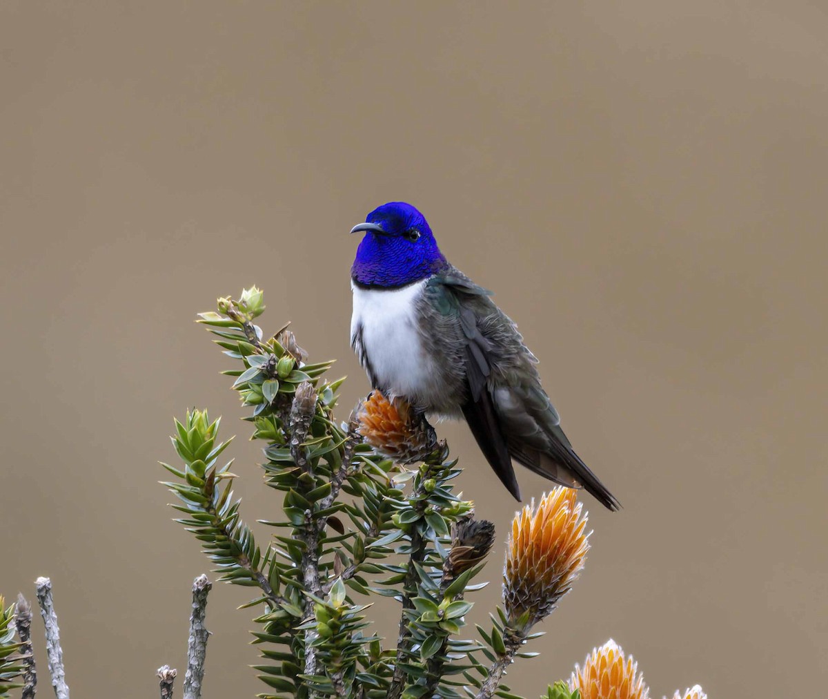 hvězdička chimborazská - ML639629498