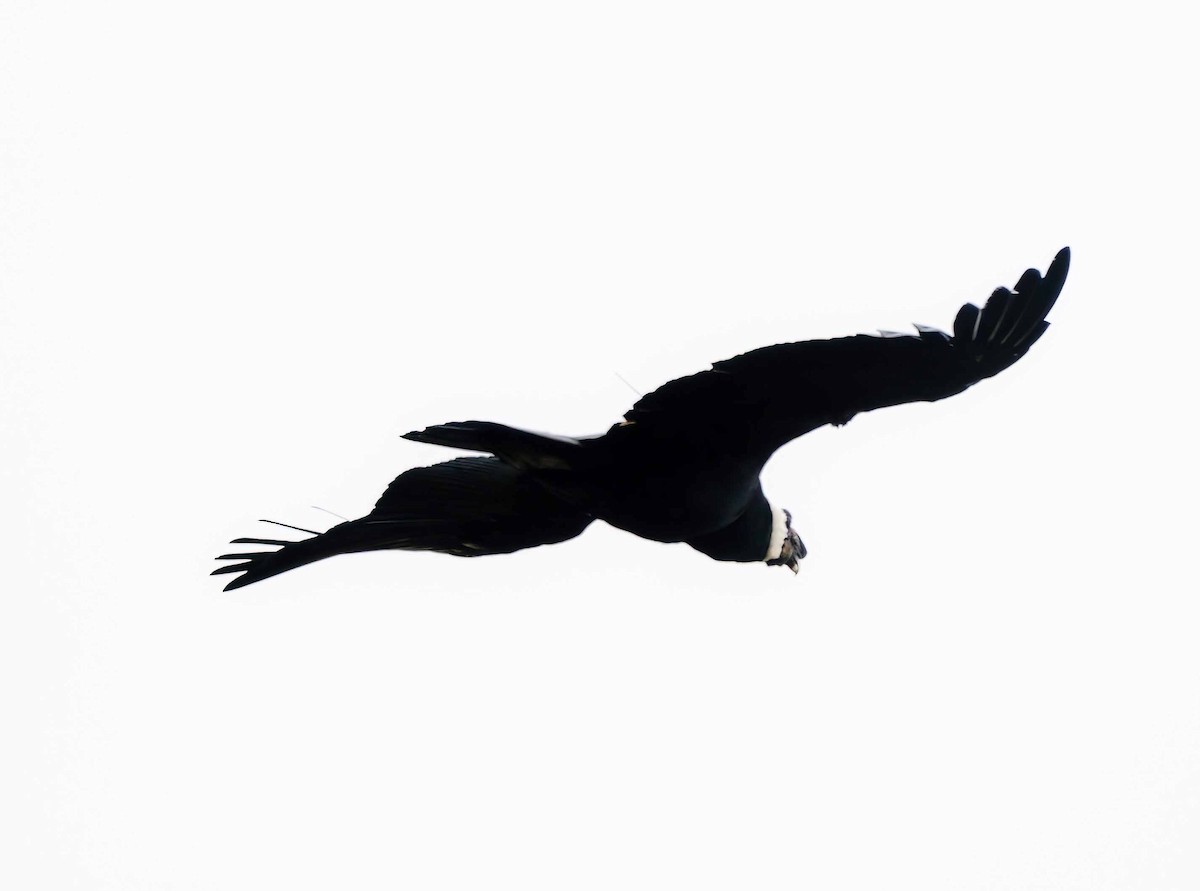 kondor andský - ML639629501