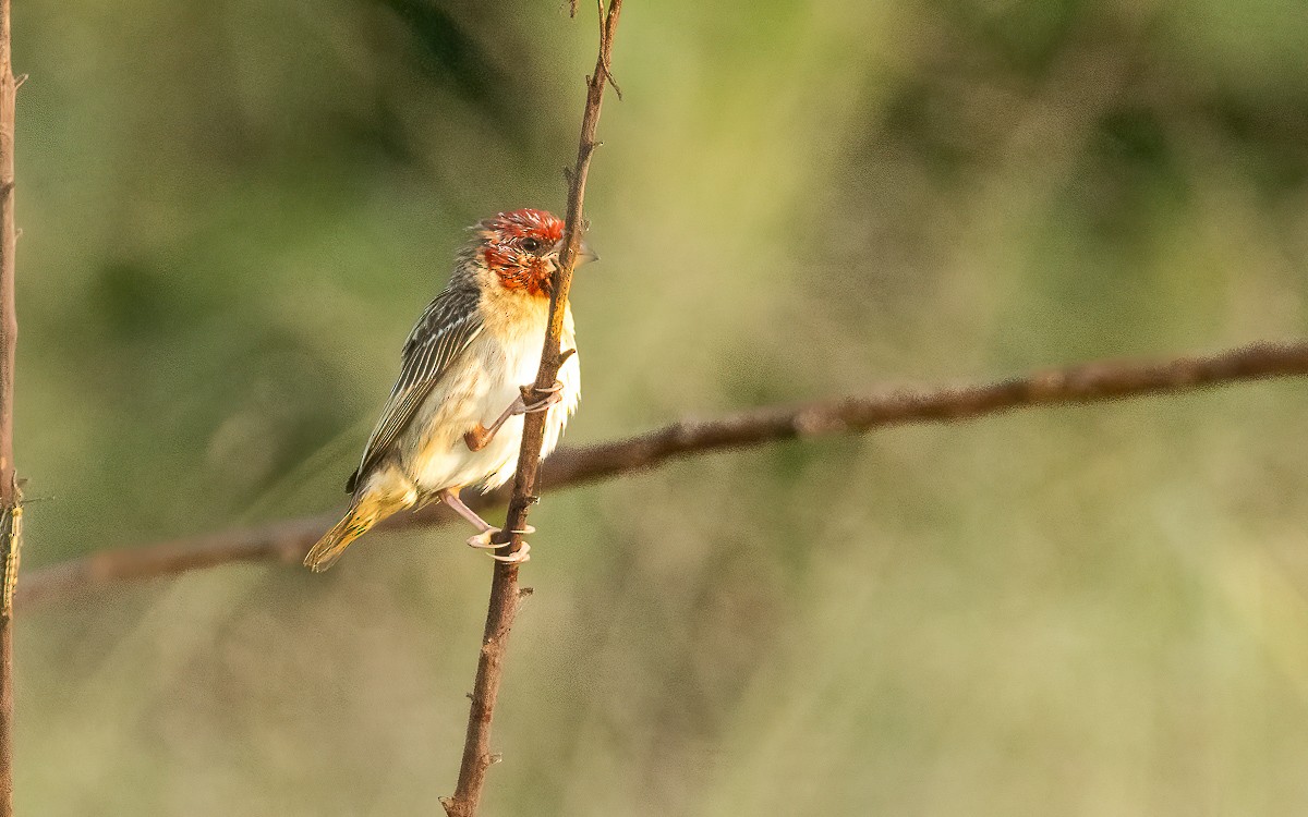 Red-headed Quelea - ML639629550