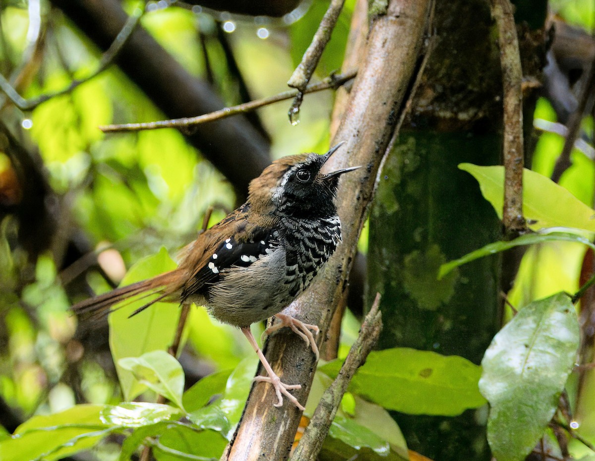 Squamate Antbird - ML639629578
