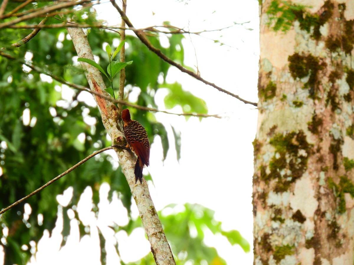 Rufous-headed Woodpecker - ML639629611
