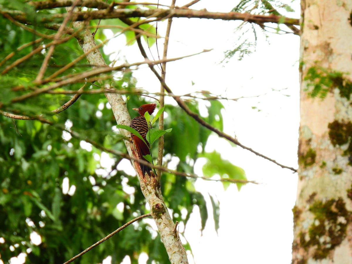Rufous-headed Woodpecker - ML639629612