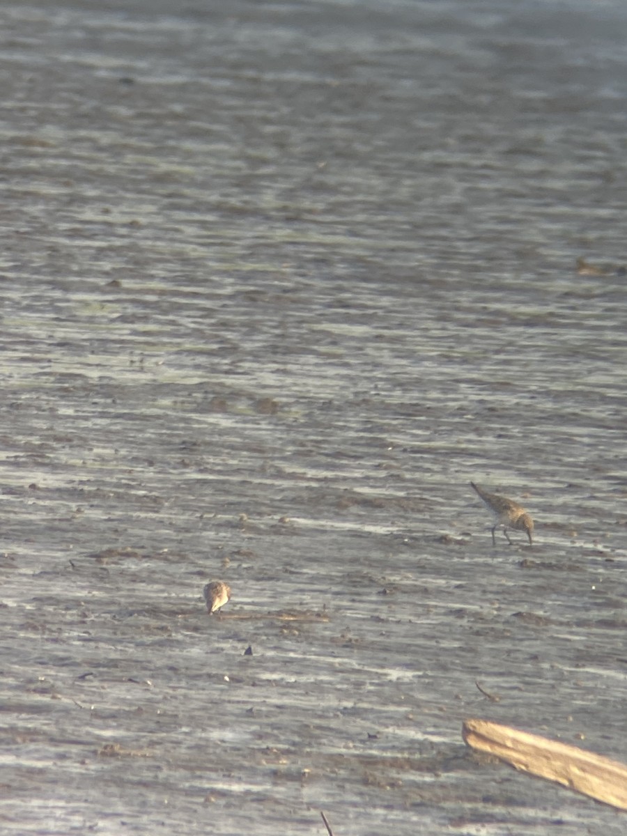 White-rumped Sandpiper - ML639629636