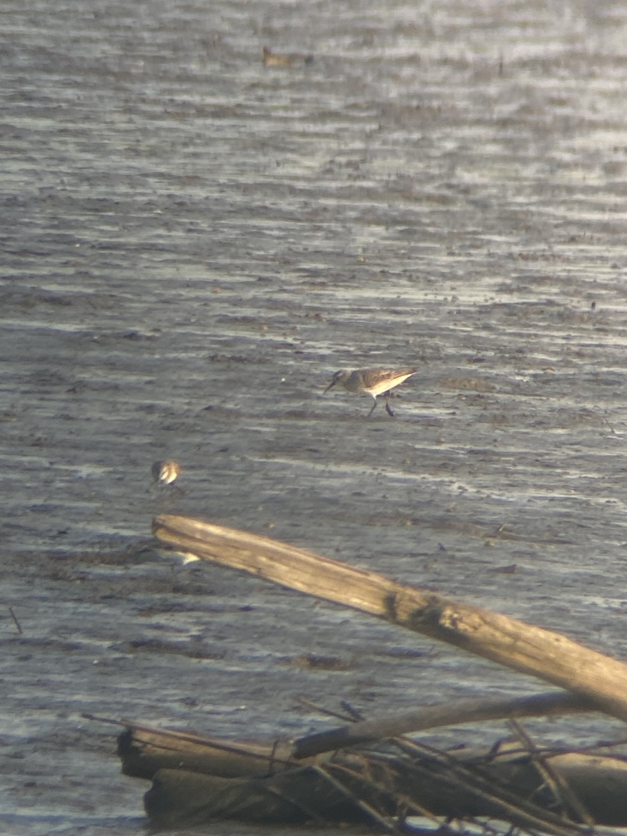 White-rumped Sandpiper - ML639629637