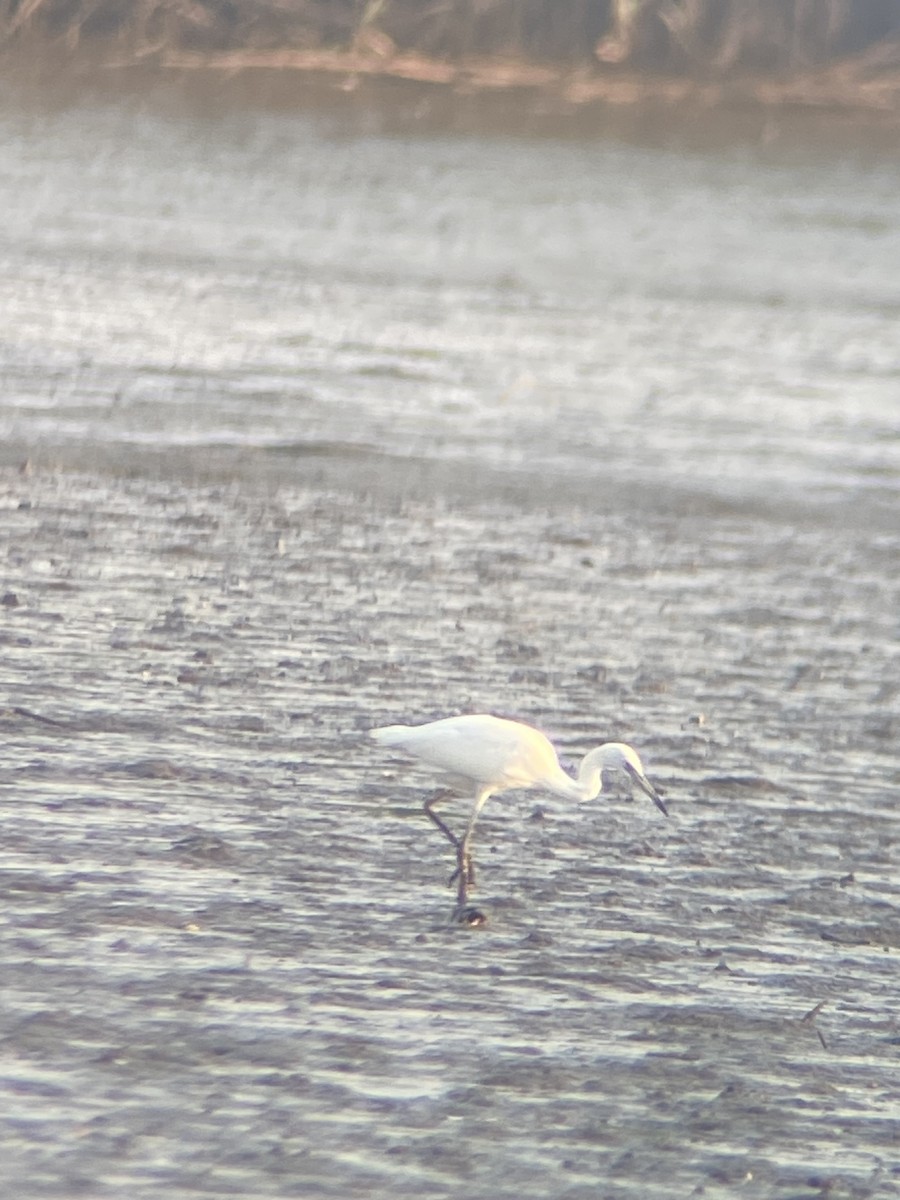 Little Blue Heron - ML639629641