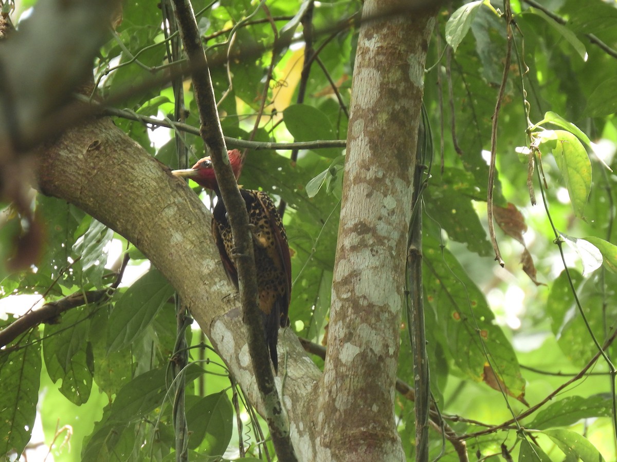 Rufous-headed Woodpecker - ML639629655