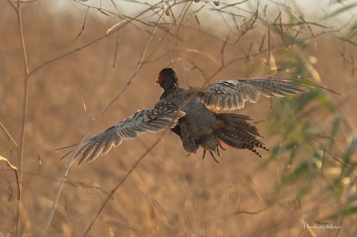 Ring-necked Pheasant - ML639629725