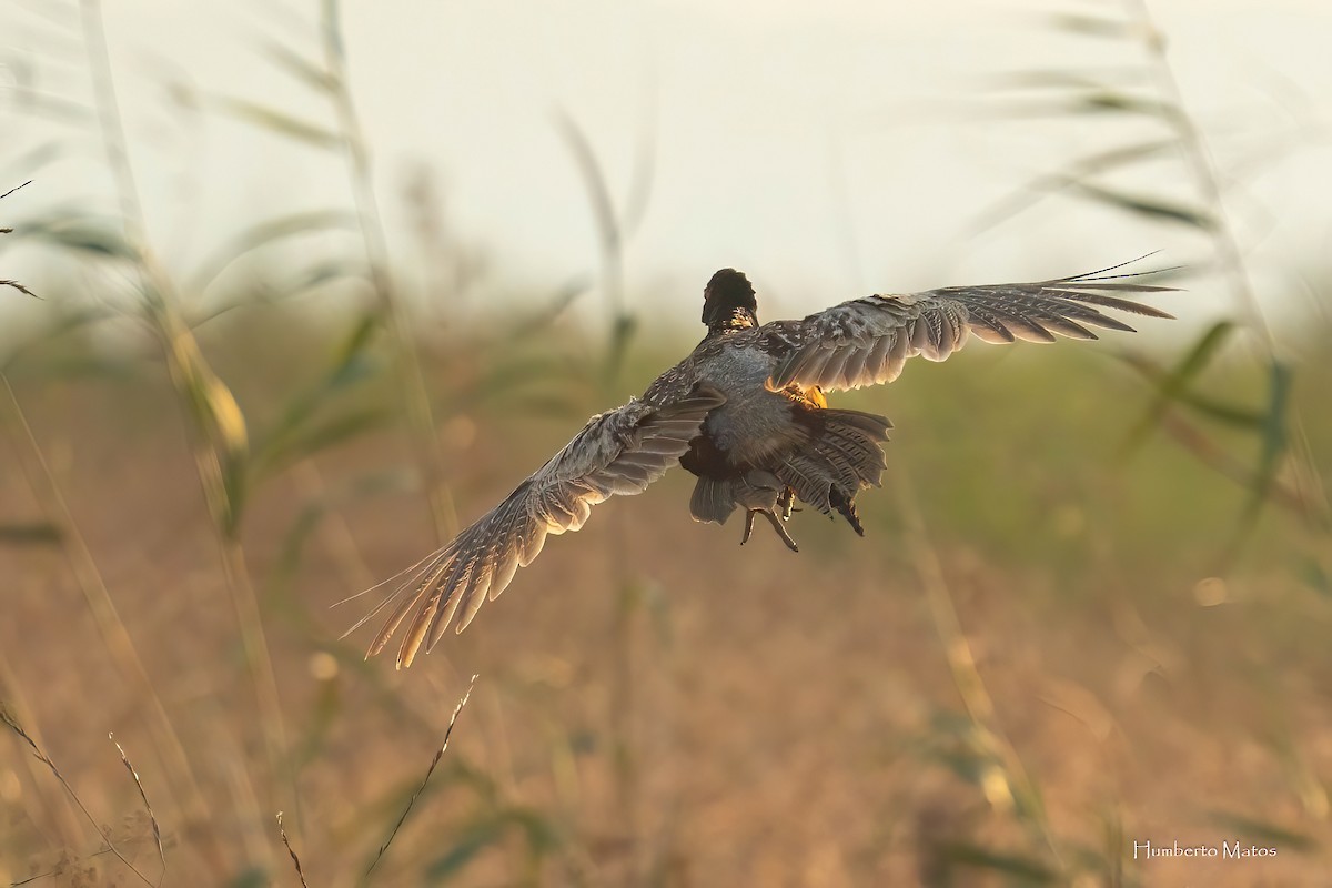 Ring-necked Pheasant - ML639629726