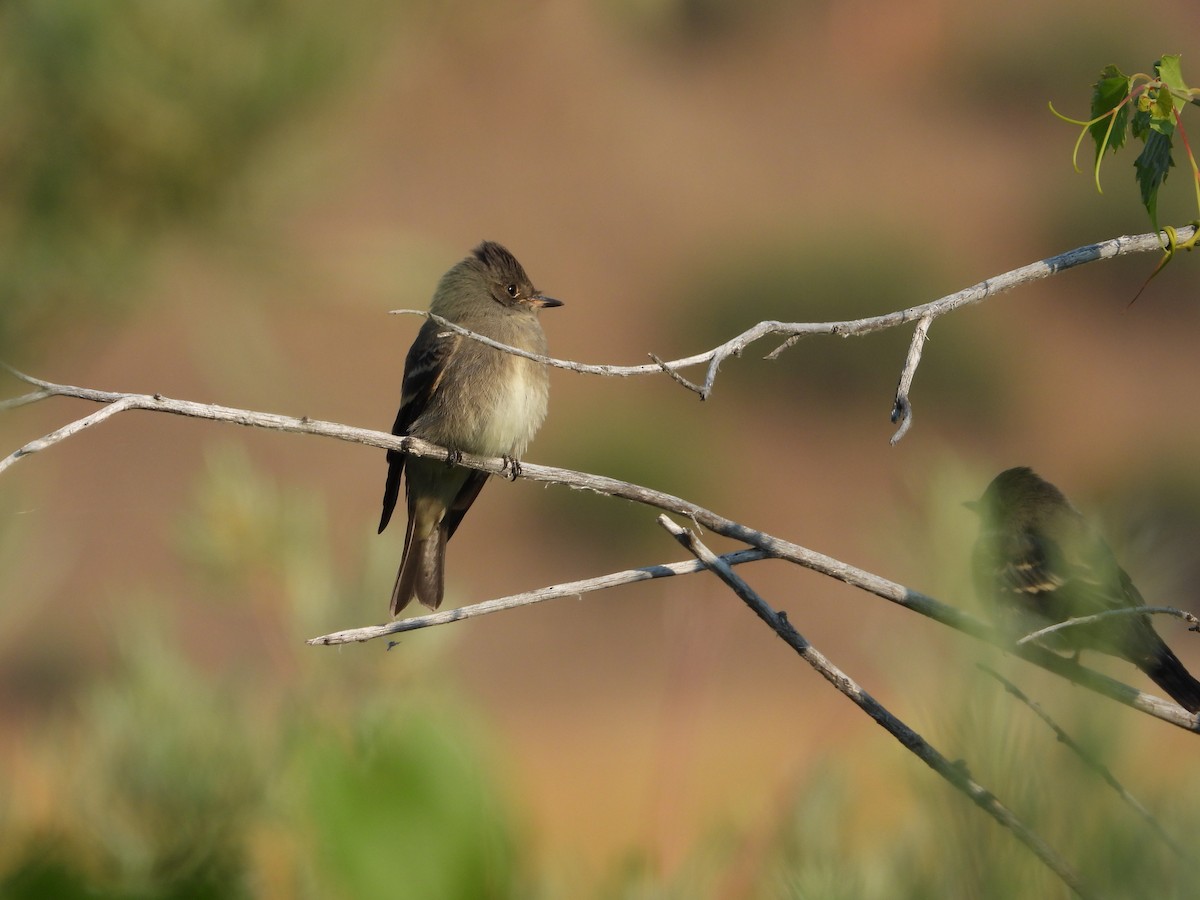 Western Wood-Pewee - ML639629832