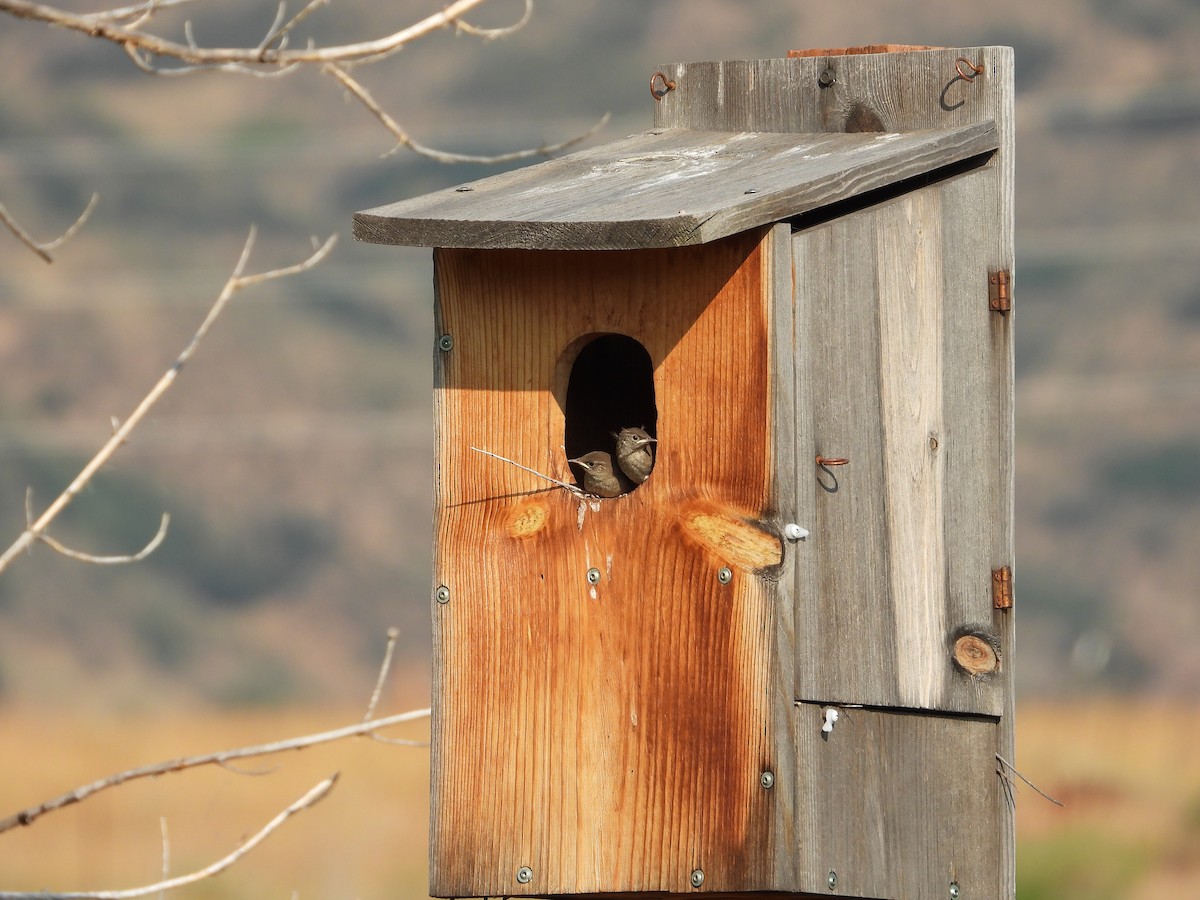 Northern House Wren - ML639629851