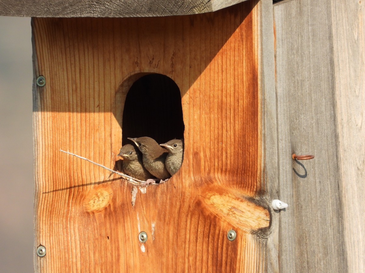 Northern House Wren - ML639629852