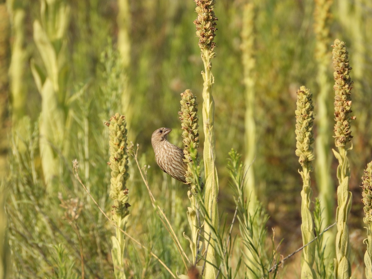 House Finch - ML639629866