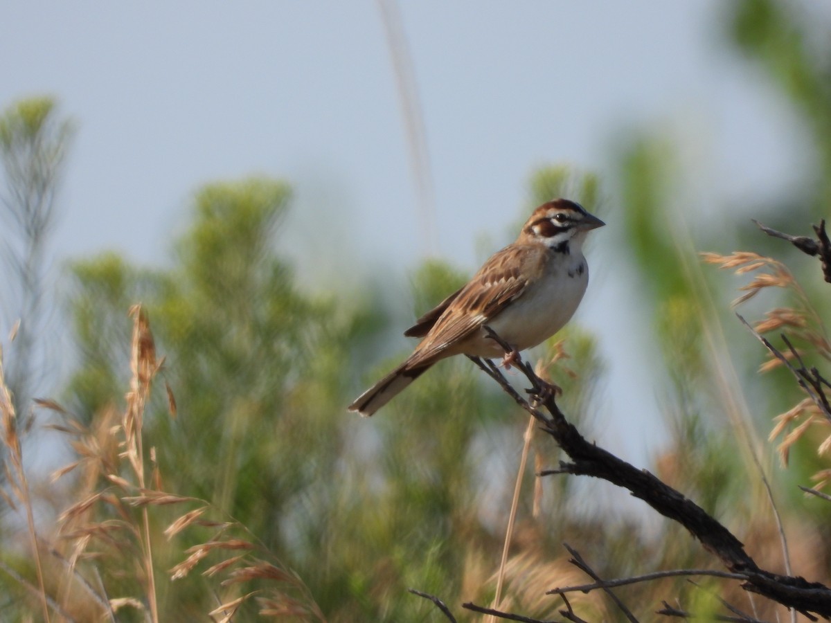 Lark Sparrow - ML639629872