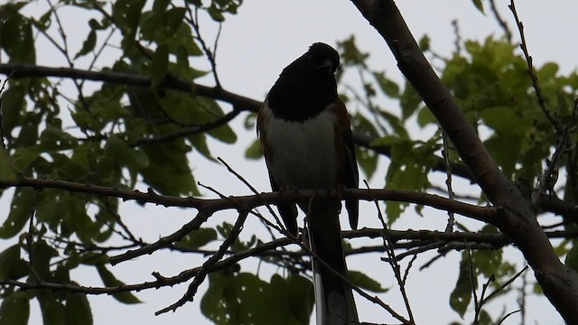 Eastern Towhee - ML639629879