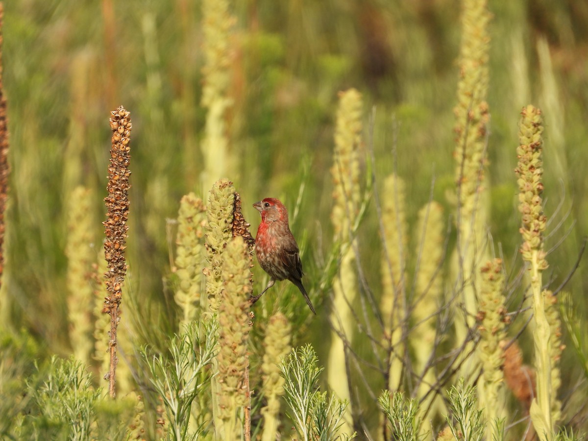 House Finch - ML639629881