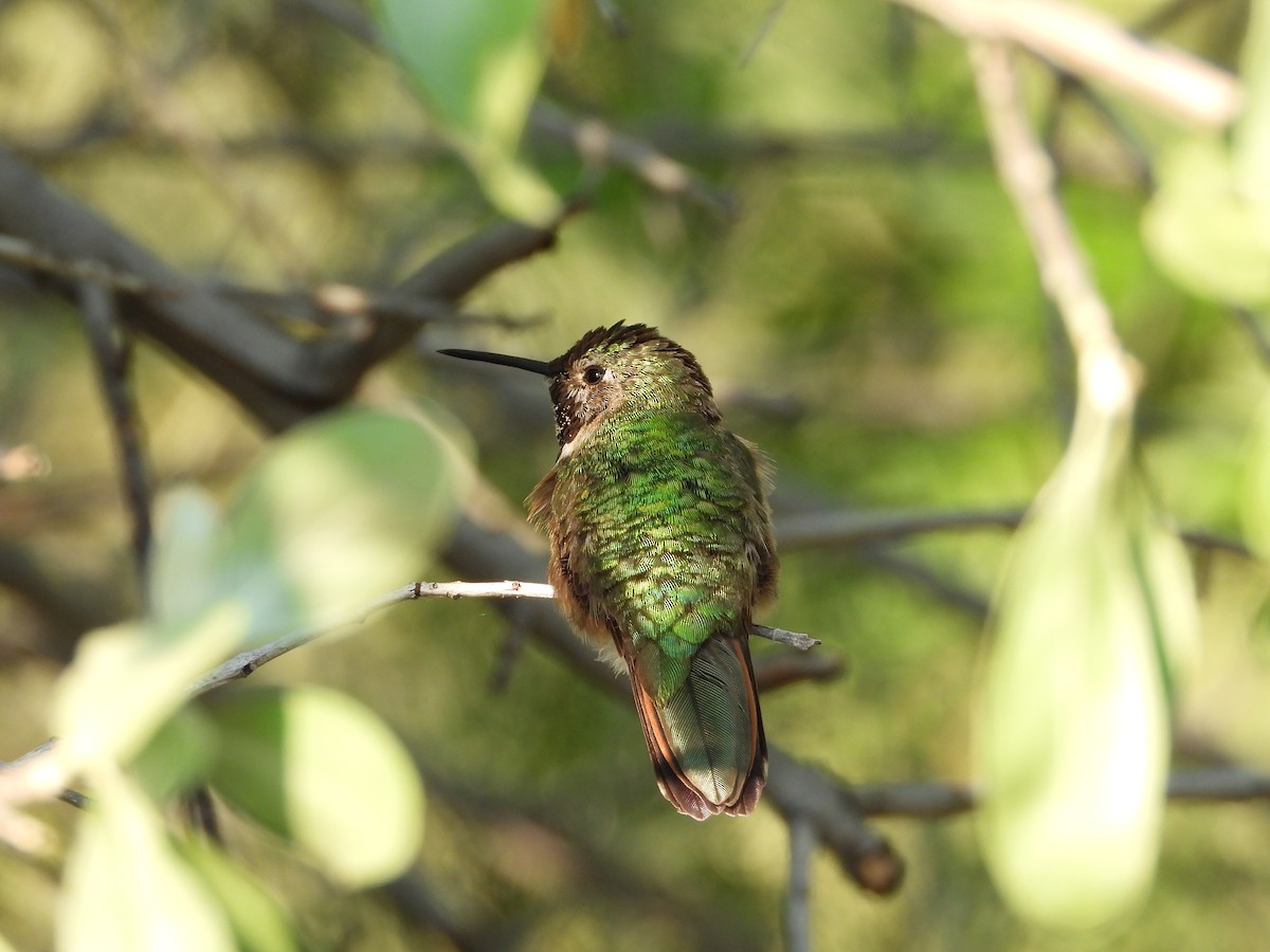 Broad-tailed Hummingbird - ML639629894